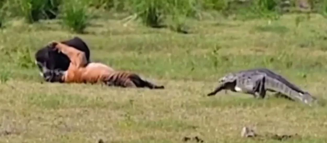 Tigar više ne može ni veprove grickat bez da ga gnjavi neki krokodil 😒 | VIDEO