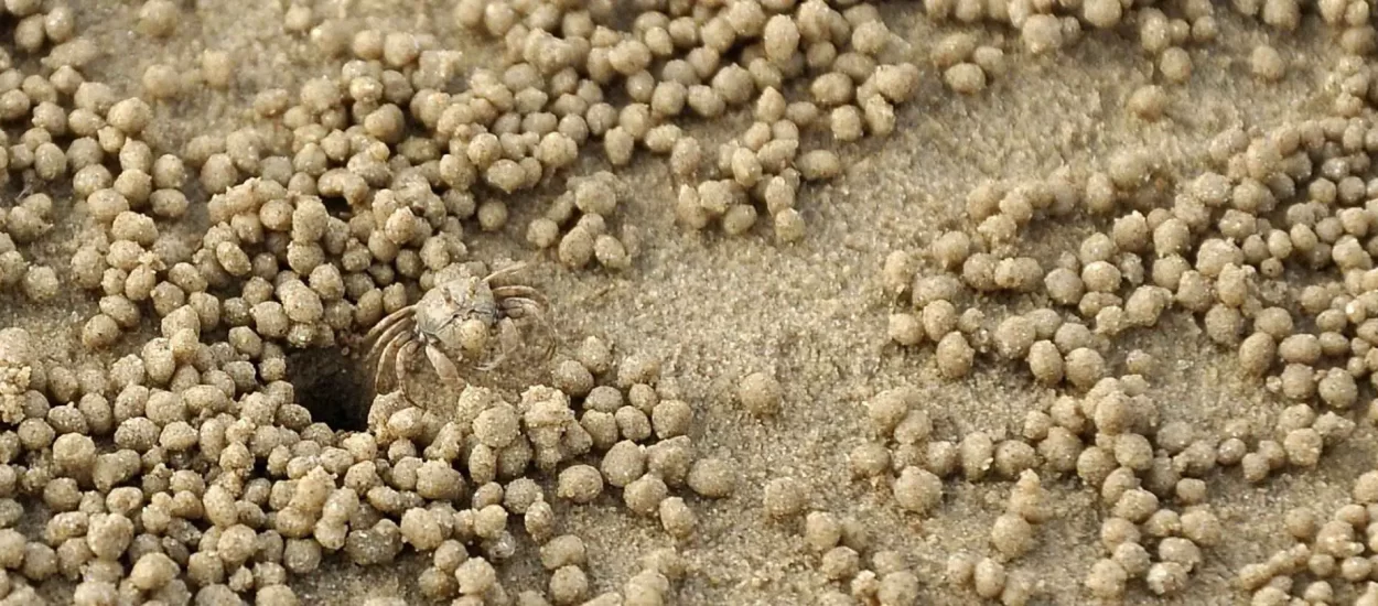 Bubbler rakovi jedu pijesak i bljuckaju kuglice | VIDEO