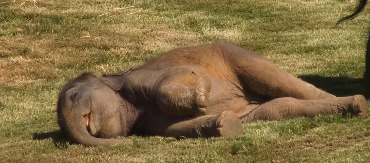 Slonić zaspao k’o top, mama slonica u pomoć pozvala čuvare | VIDEO