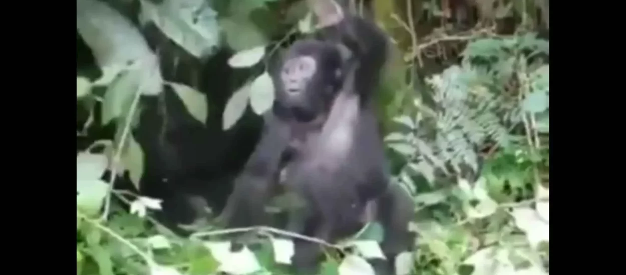 Mali monkey poljuljan busanjem u prsa | VIDEO