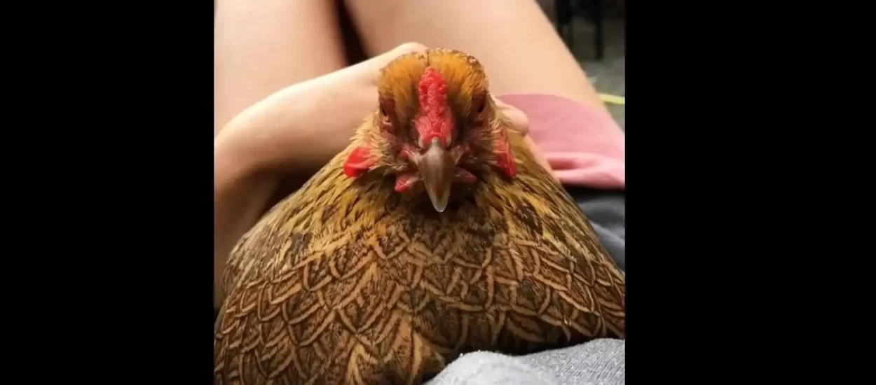 Rasna kokoš s lijepim perjem | VIDEO