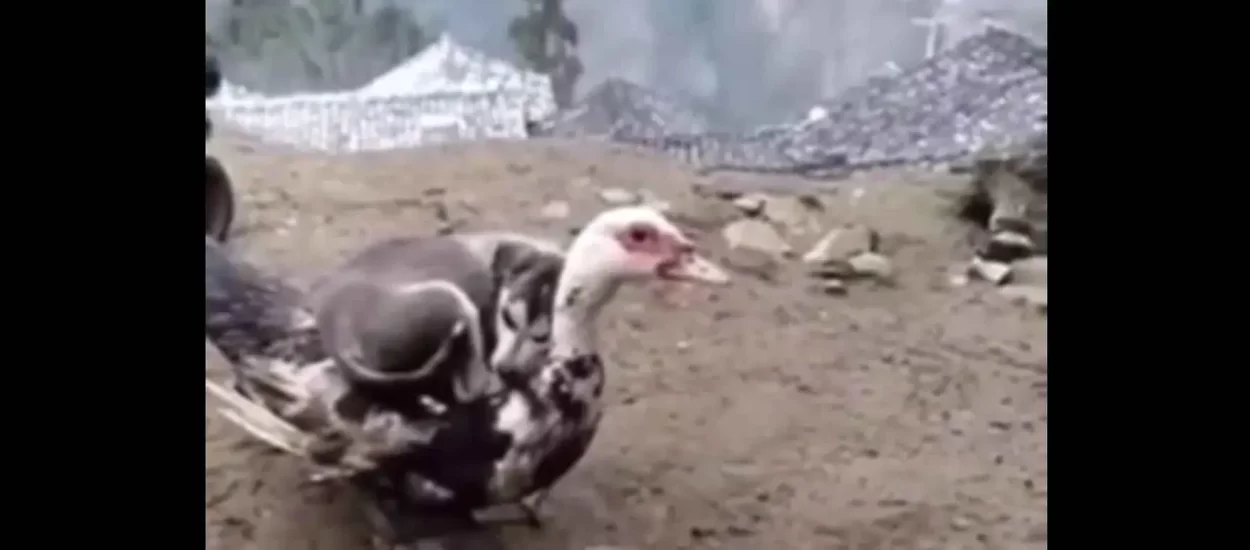 Gniježđenje psića na patci | VIDEO