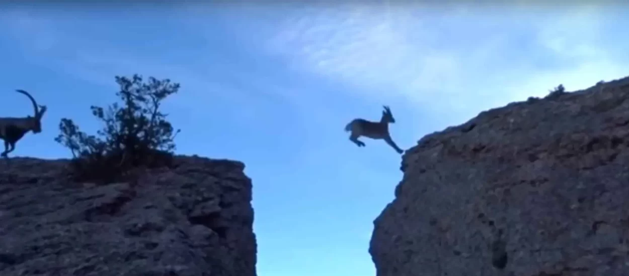 Kozja obitelj hopa preko ponora, hoće li male koze uspjeti? Sure they will: VIDEO