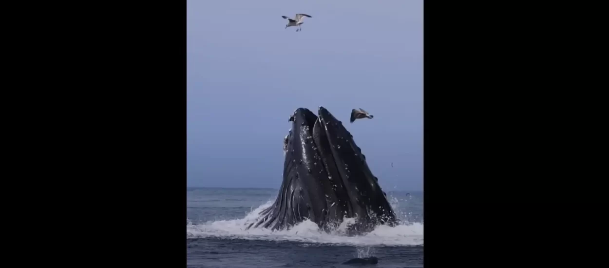 Grbavi kit proždire jato riba | VIDEO