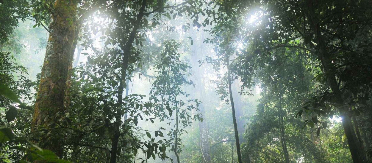 ‘Možemo reći da šume zapravo udišu ugljik, a izdišu kisik,’ podsjetio je Špicer