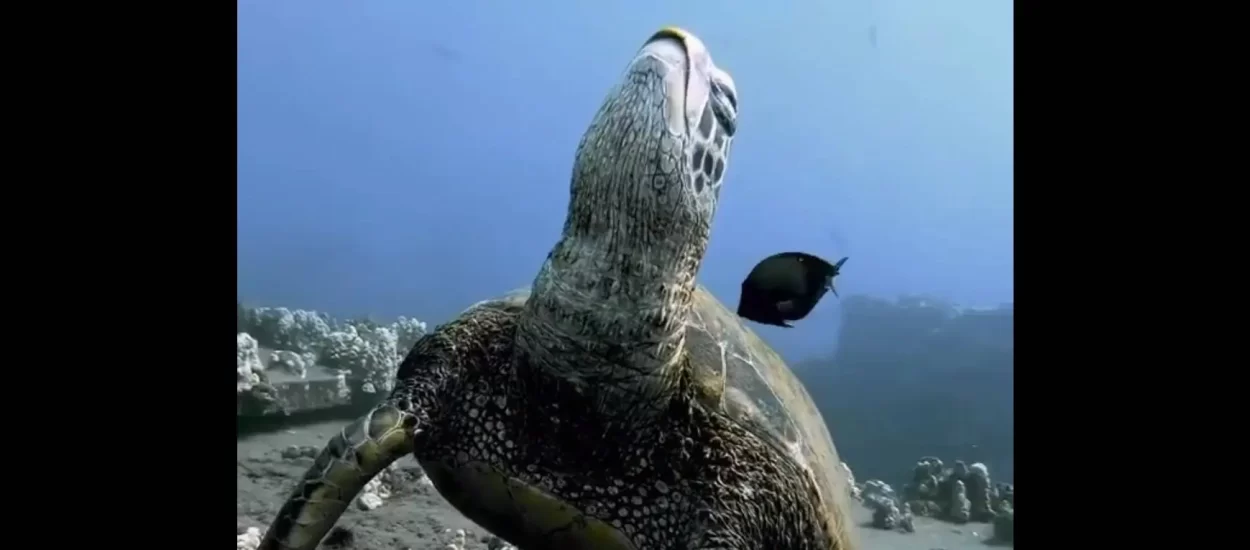 Dremuckanje kornjače | VIDEO