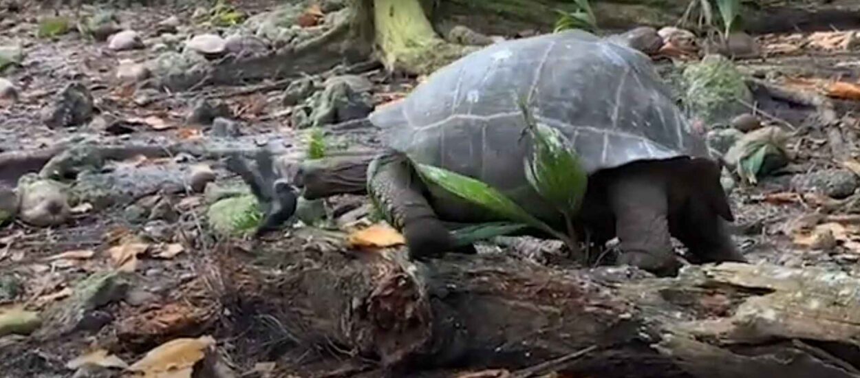 Kamera prvi put zabilježila kornjaču u namjernom lovu na drugu životinju | VIDEO