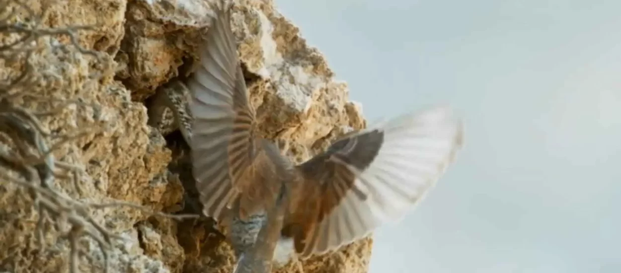 Zmija čiji rep imitira pauka | VIDEO