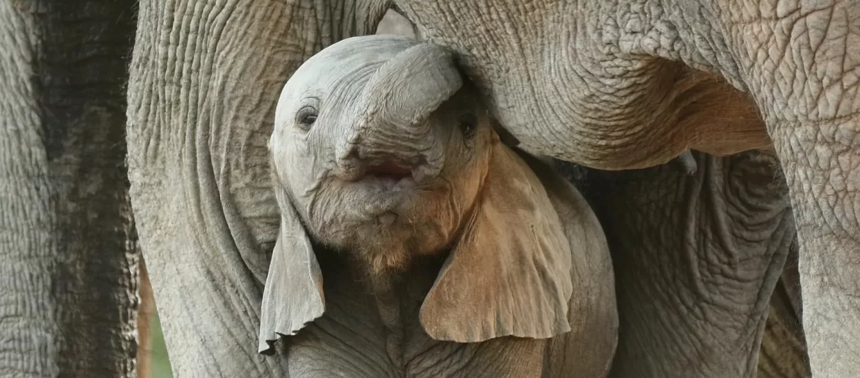 Hrabri bebo slon prijeti hjumanima na safariju | VIDEO