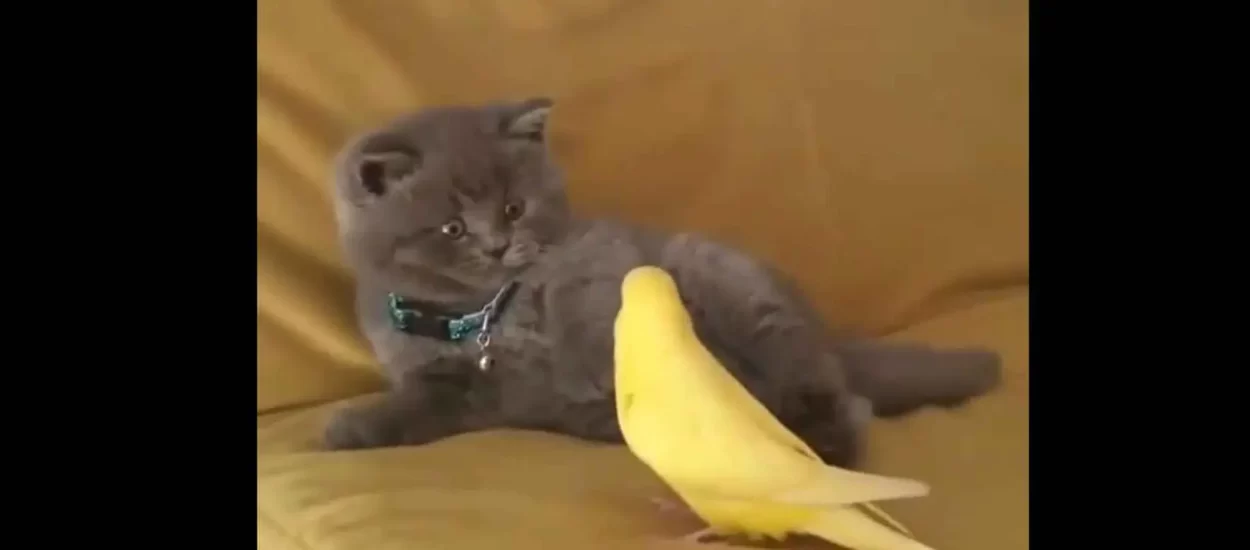 😮 Papiga osupnula plahu mačkicu  😮 | VIDEO