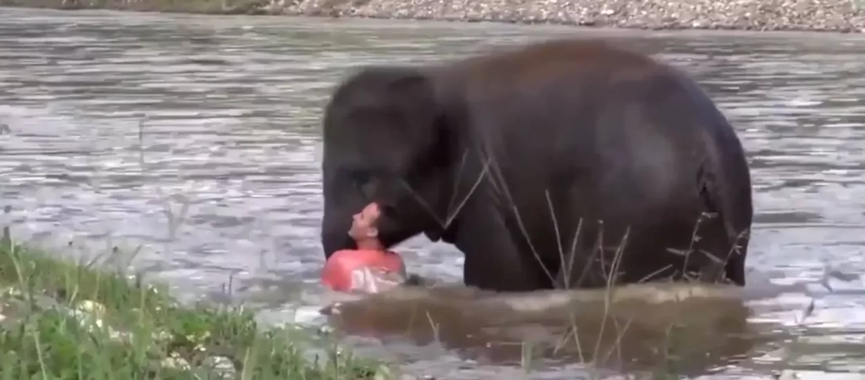 Teen slonek se zabrinul i pobrinul za hjumana | VIDEO