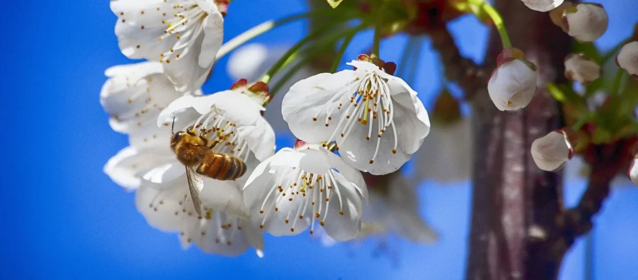 U Hrvatskoj otvoren ‘hotel za pčele’