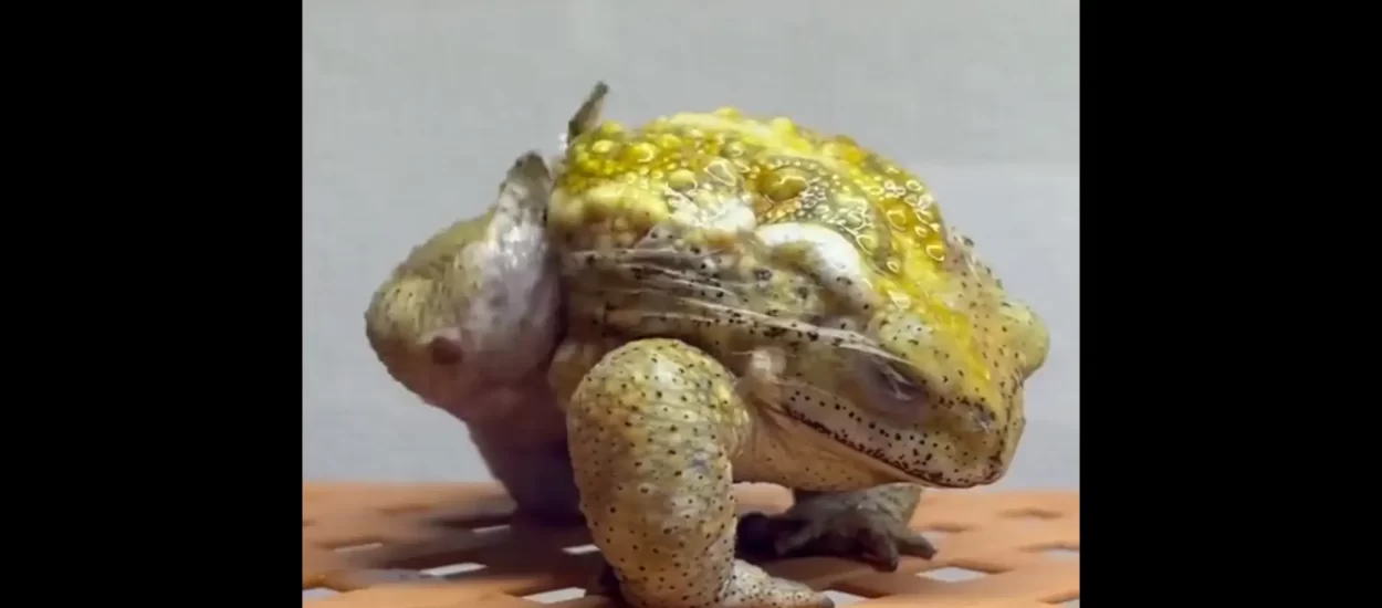 Žaba presvlači kožu | VIDEO