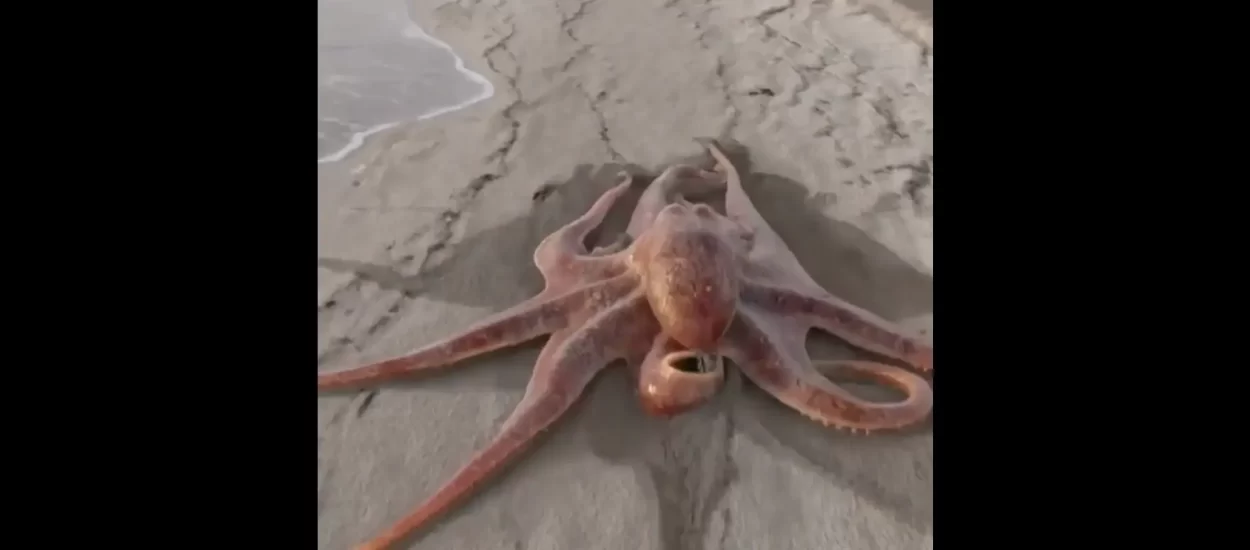 Pažnja, hobotnica piči plažom | VIDEO