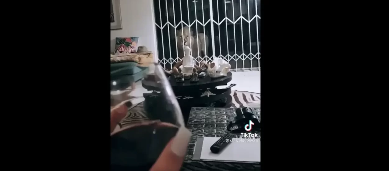 Uživala je u vinu kad joj je lav pokucao na vrata | VIDEO