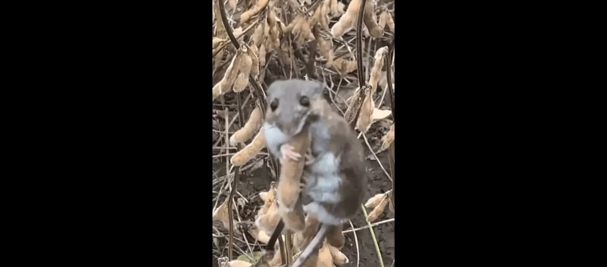Miš u panici! | VIDEO