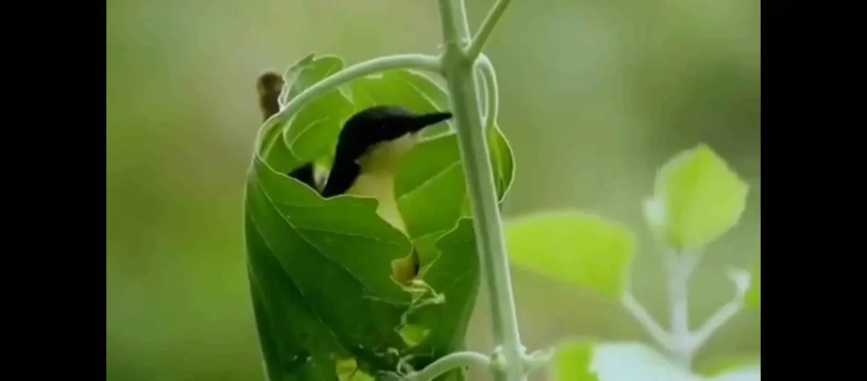 Ptica krojačica šije gnijezdo | VIDEO