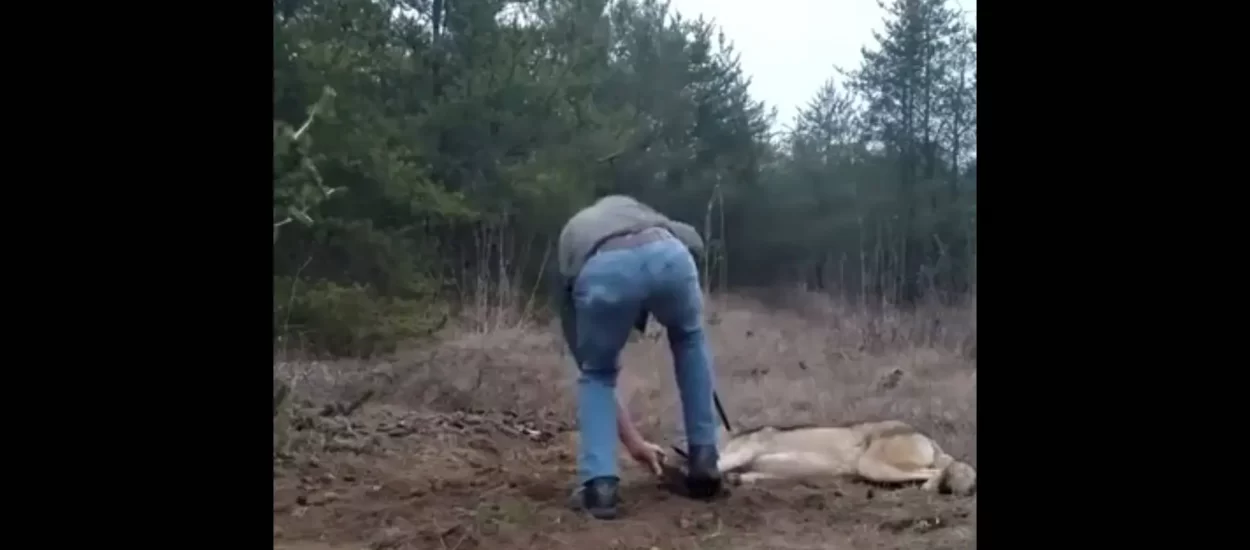 Spašavanje vuka iz lovačke zamke | VIDEO