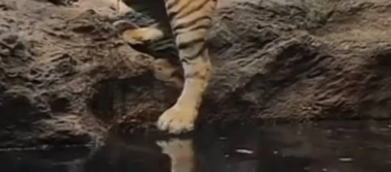 Penzionerski ulazak tigra u vodu | VIDEO