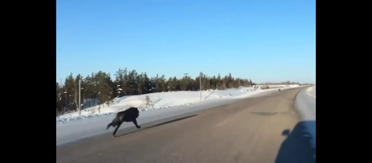 Crni kurjaci galopiraju cestom | VIDEO