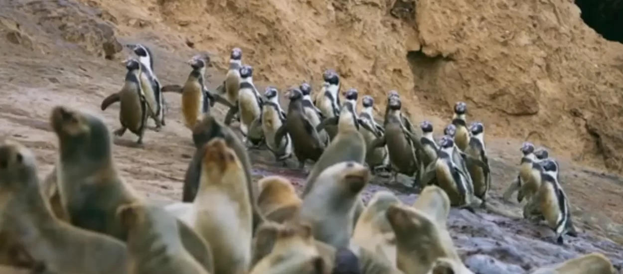 Gle pingvine kak haraju plažom – kljucaju i cupkaju po tuljanima | VIDEO