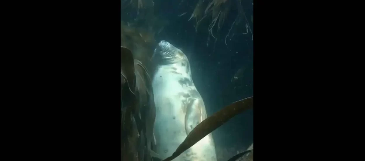 Podvodno dremuckanje tuljana | VIDEO