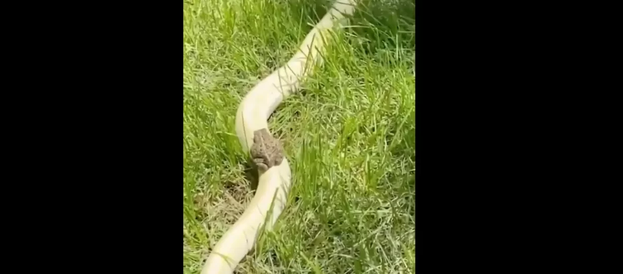 Žaba jaše zmiju | VIDEO