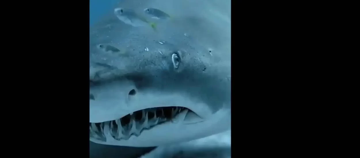 Unošenje u lice morskog psića, uz glazbu iz ‘Ralja’ | VIDEO