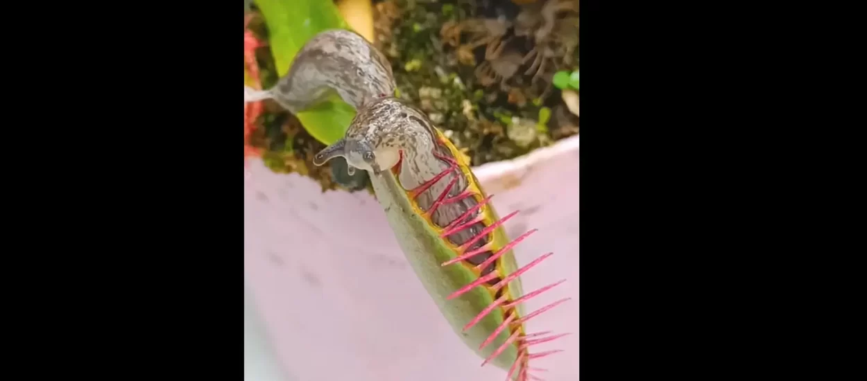 Pužev bijeg iz ralja biljke mesožderke | VIDEO
