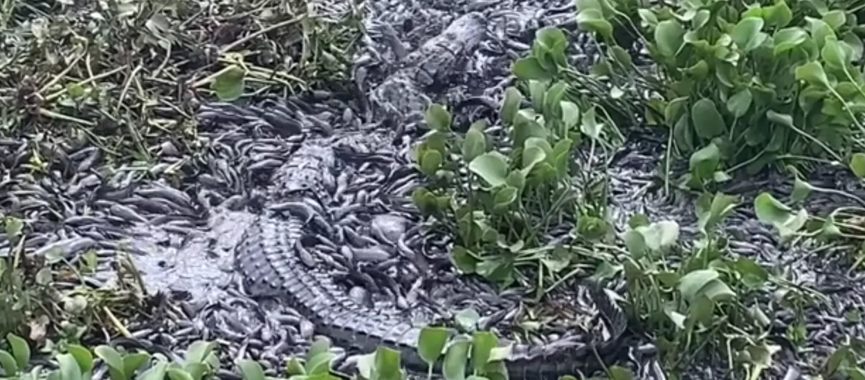 ‘Fermentacija’ borbe za opstanak u Evergladesu | VIDEO