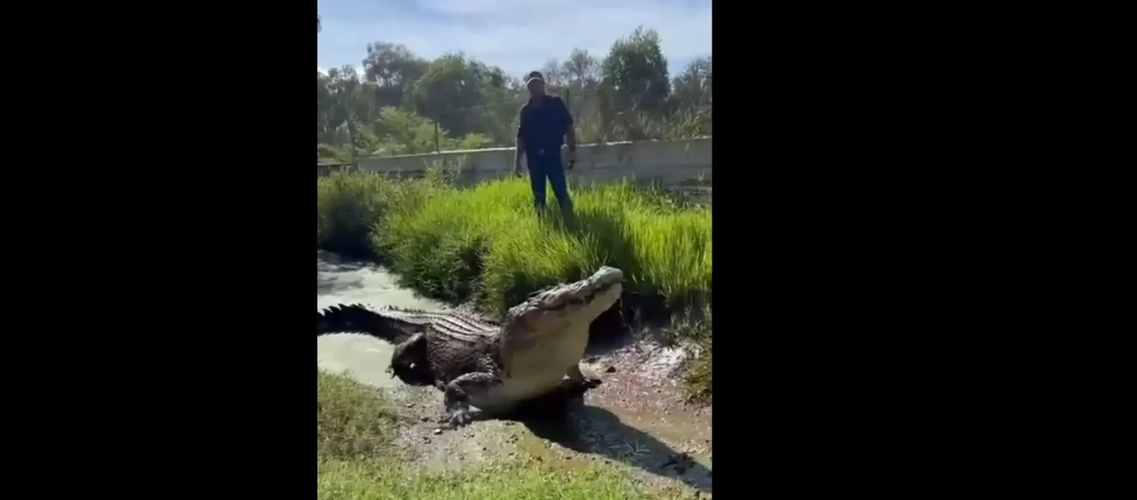 Netko hrani golubove a netko krokodile | VIDEO