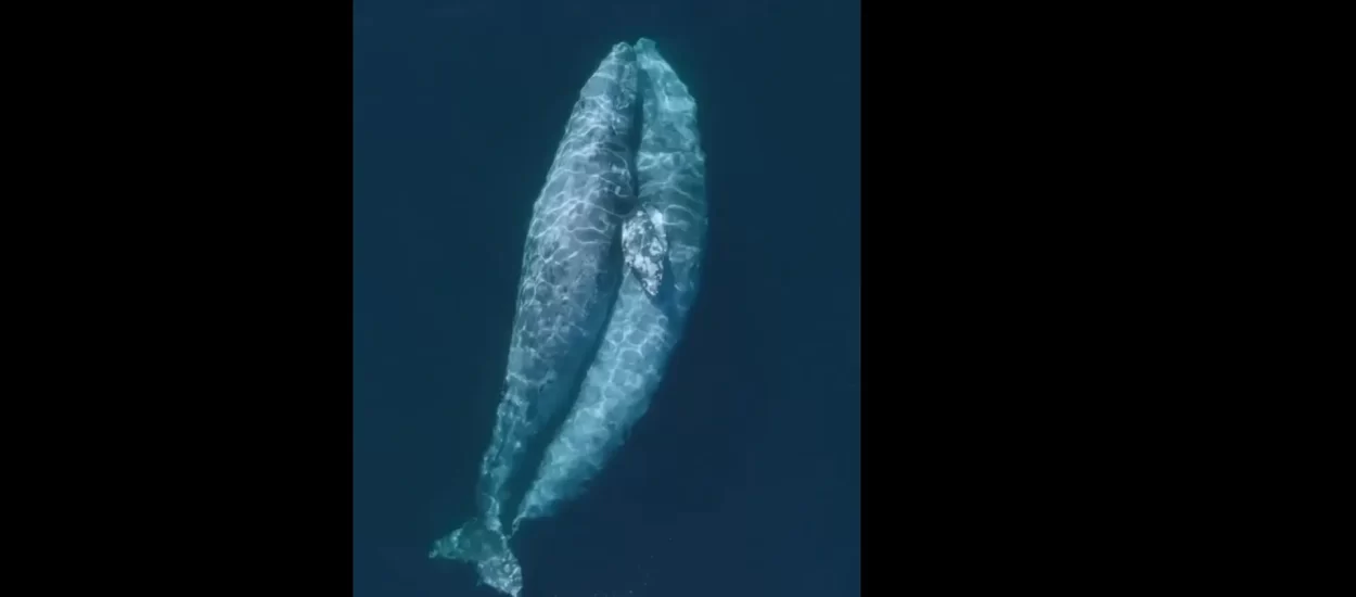 Zagrljeni kitovi | VIDEO