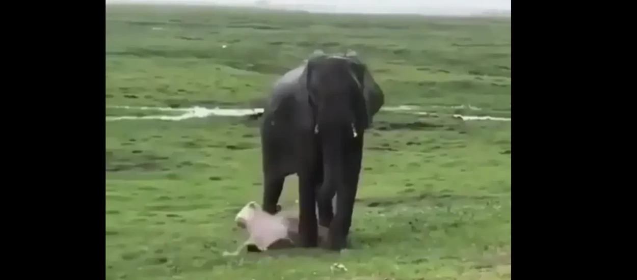 Rađanje slonića | VIDEO