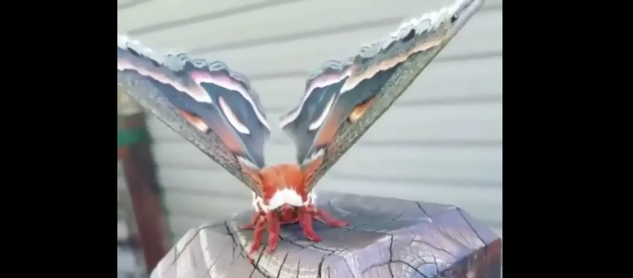 Hyalophora cecropia – najveći moljac Sjeverne Amerike | VIDEO
