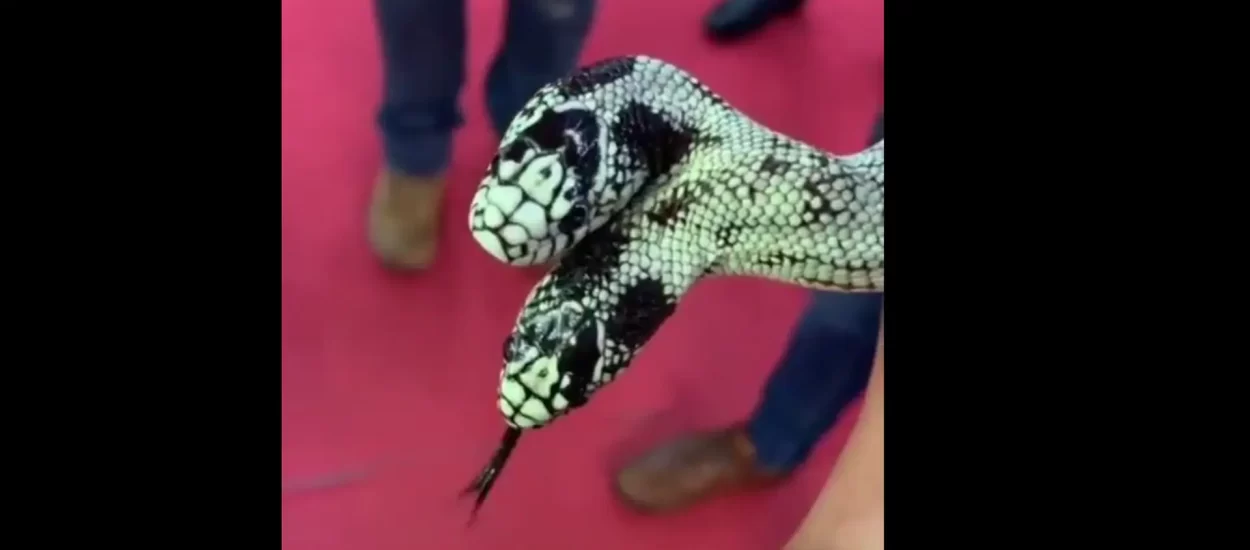 Dvoglava zmija | VIDEO