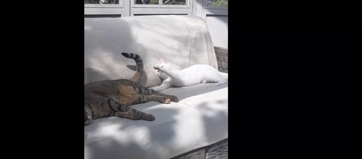 Dokone mačke | VIDEO