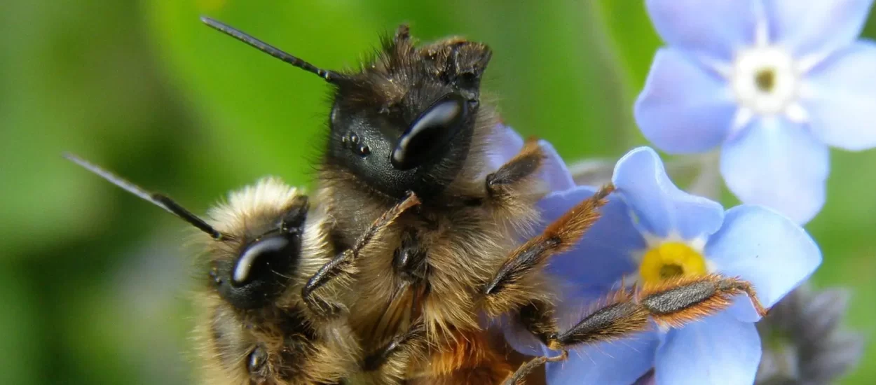 Uvid u neprocjenjivu kolektivnu korist samotnih pčela