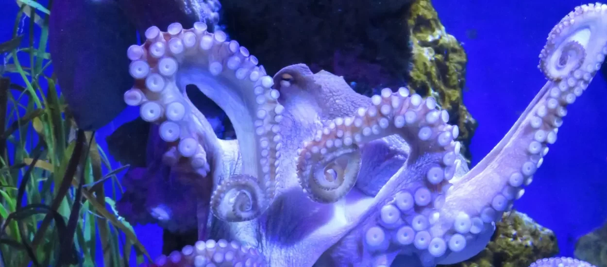 Hobotnica jaše jegulju prije bijega u opstanak | VIDEO