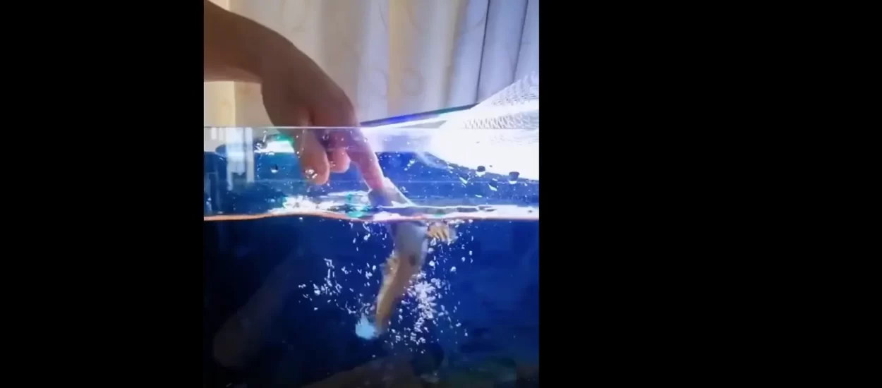 Riba je zagrizla | VIDEO