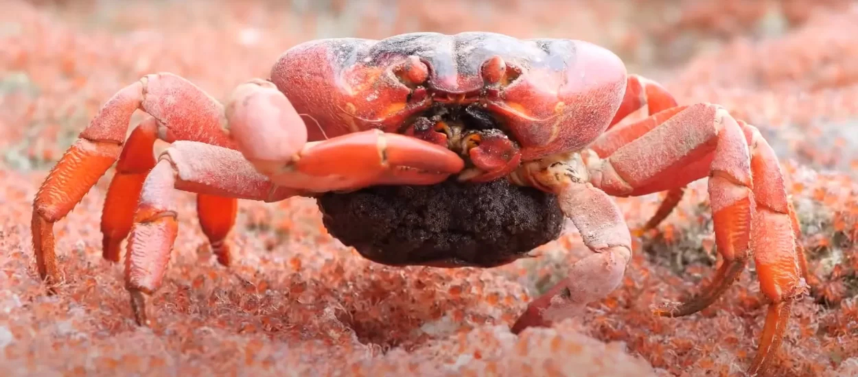 Crvene rakovice s Božićnog otoka njupaju porod | VIDEO