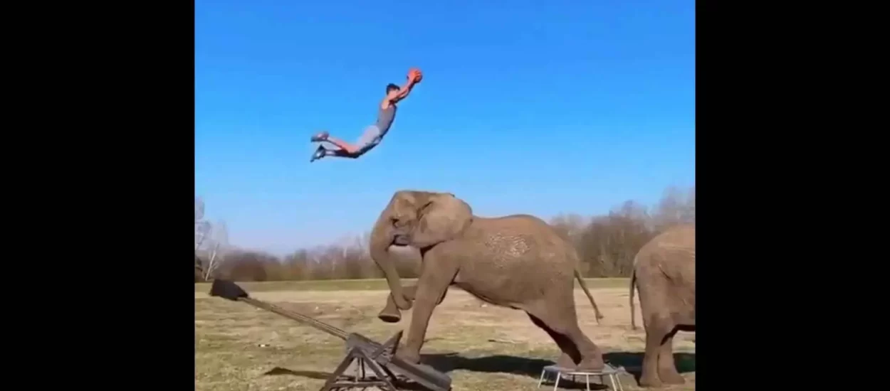 Ultra raritetno ‘trebuchet zakucavanje’ pomoću i preko slonova | VIDEO