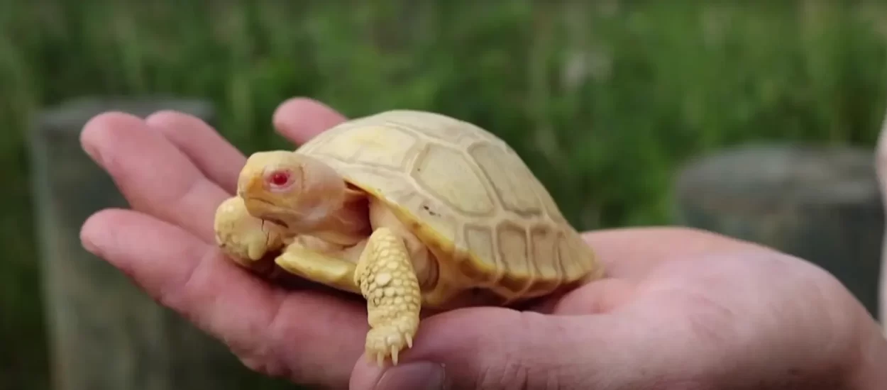Svijet je ugledala beba prve znane albino Galapagoške kornjače | VIDEO