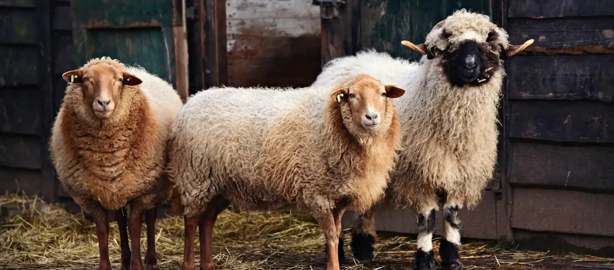Novi Zeland traži oporezivanje ispušnih plinova ovaca i goveda
