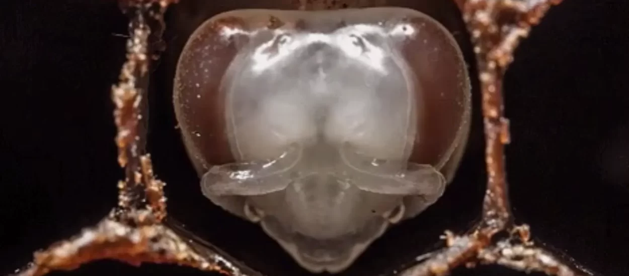 Od larve do pčele u 60 sekundi | TIMELAPSE | VIDEO