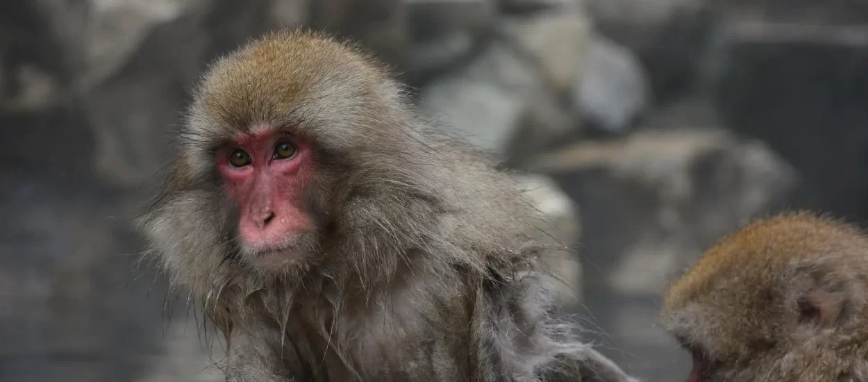 Japan bilježi scenarij iz filma Planet majmuna