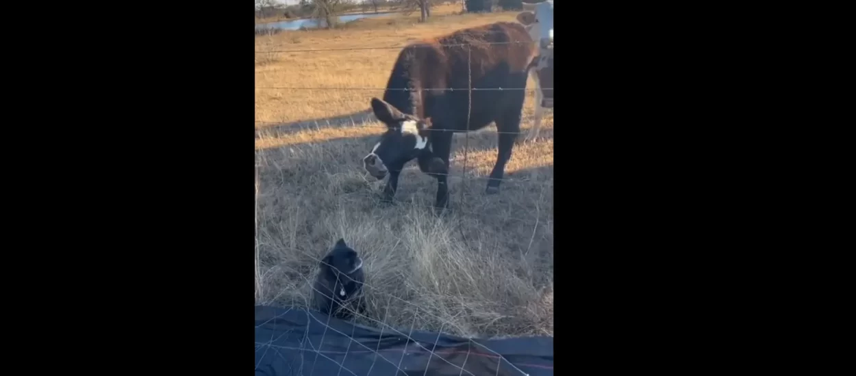 Gle kak se kravica prikrada psiću da bi mu stisnula pusicu! | VIDEO