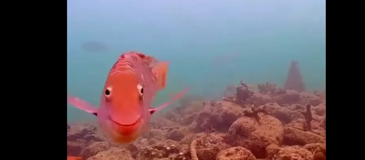 Nasmiješena riba | VIDEO