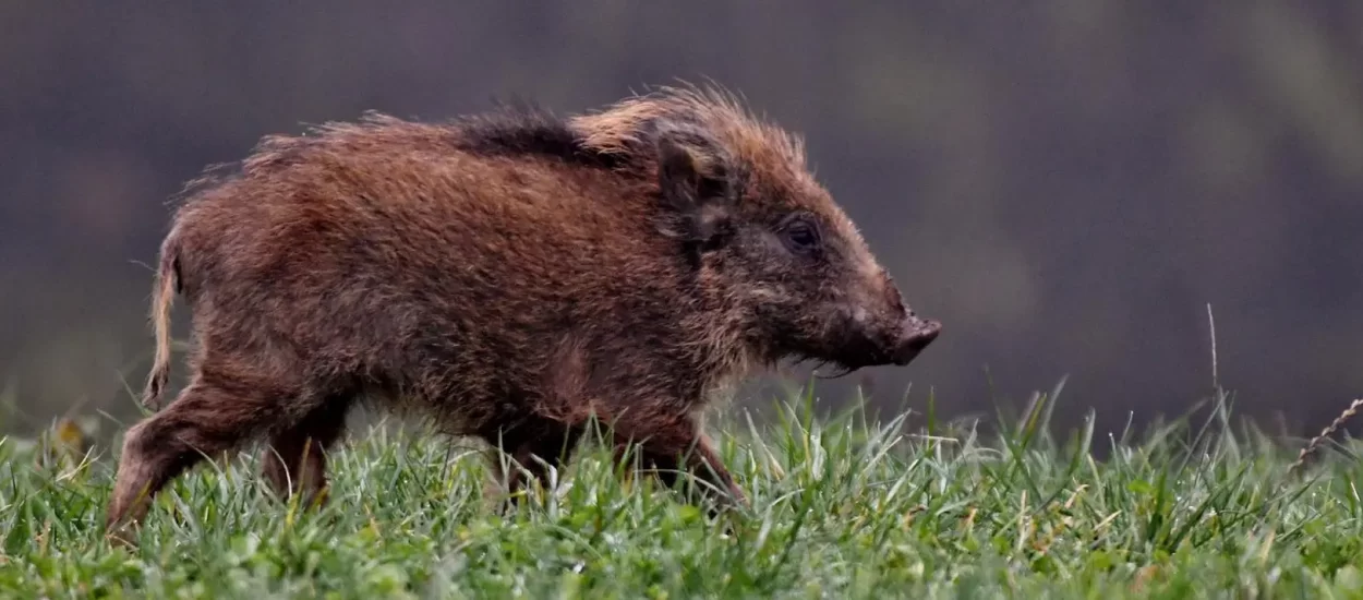 Afrička svinjska kuga stigla u najveću svinjogojsku regiju Njemačke