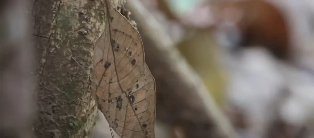 Mimikrija leptira ‘Mrtvi list’ | VIDEO