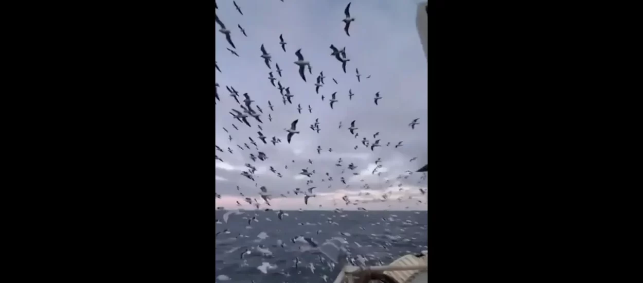 Veliko jato morskih ptica | VIDEO